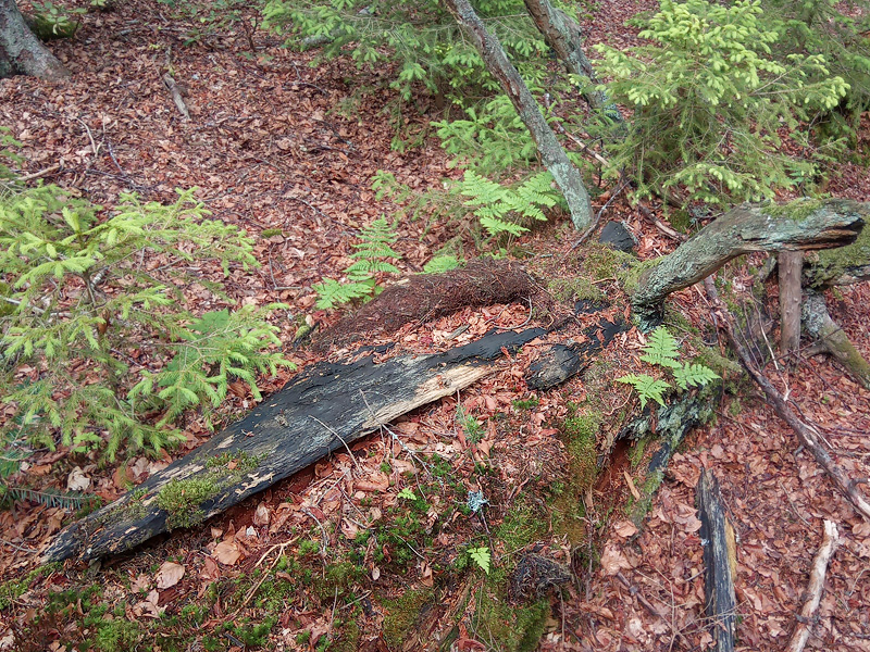 Pseudoplectania melaena